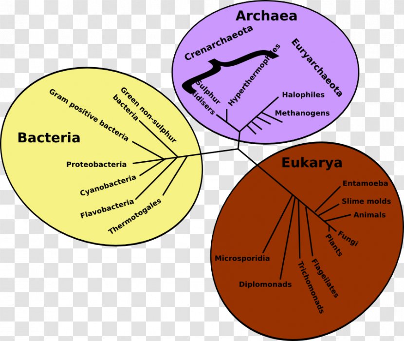 Phylogenetic Tree Three-domain System Archaeans Evolution - Yellow - Of Life Science Transparent PNG