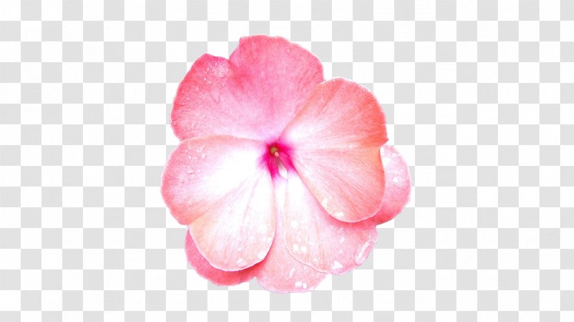 Hibiscus Pink Flowers Petal Rose - Macro - Flower Transparent PNG