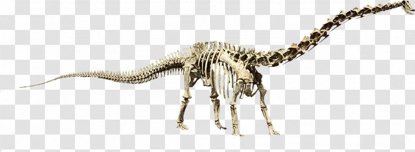 Velociraptor Giraffe Body Jewellery Terrestrial Animal - Wildlife Transparent PNG
