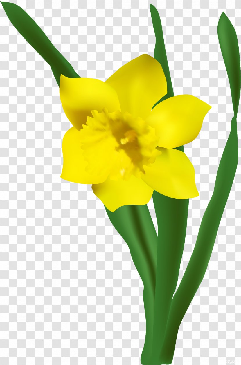 VECTOR FLOWERS - Amaryllis Family - Petal Transparent PNG