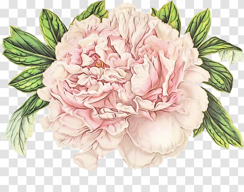 Flowering Plant Flower Pink Common Peony - Chinese Petal Transparent PNG
