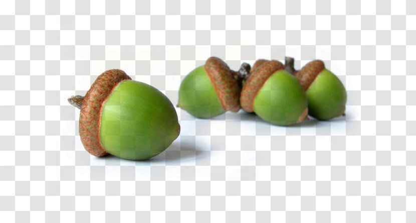 Acorn Hazelnut Oak Food - Ingredient Transparent PNG