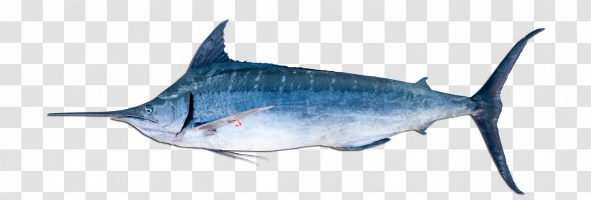 Billfish Atlantic Blue Marlin Black Fishing - Fauna Transparent PNG