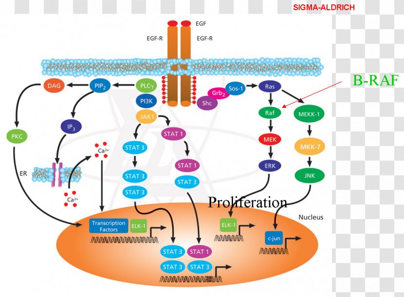 Signal Transduction Epidermal Growth Factor Receptor Cell Signaling Biological Pathway - Aktpkb Transparent PNG