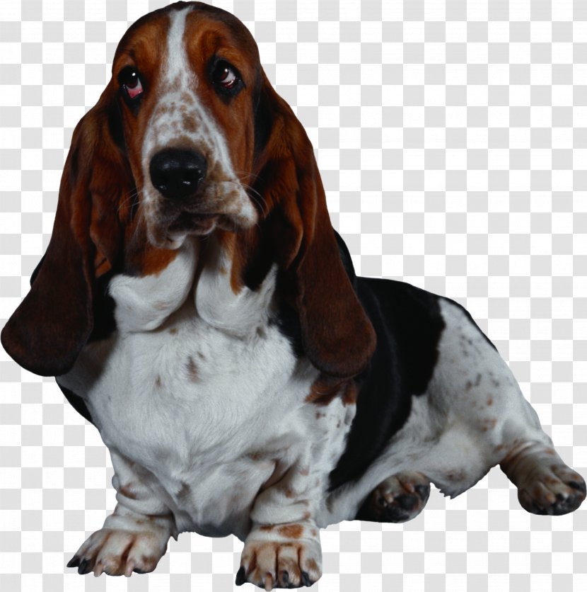 Basset Hound Old English Sheepdog American Foxhound - Dogs Transparent PNG