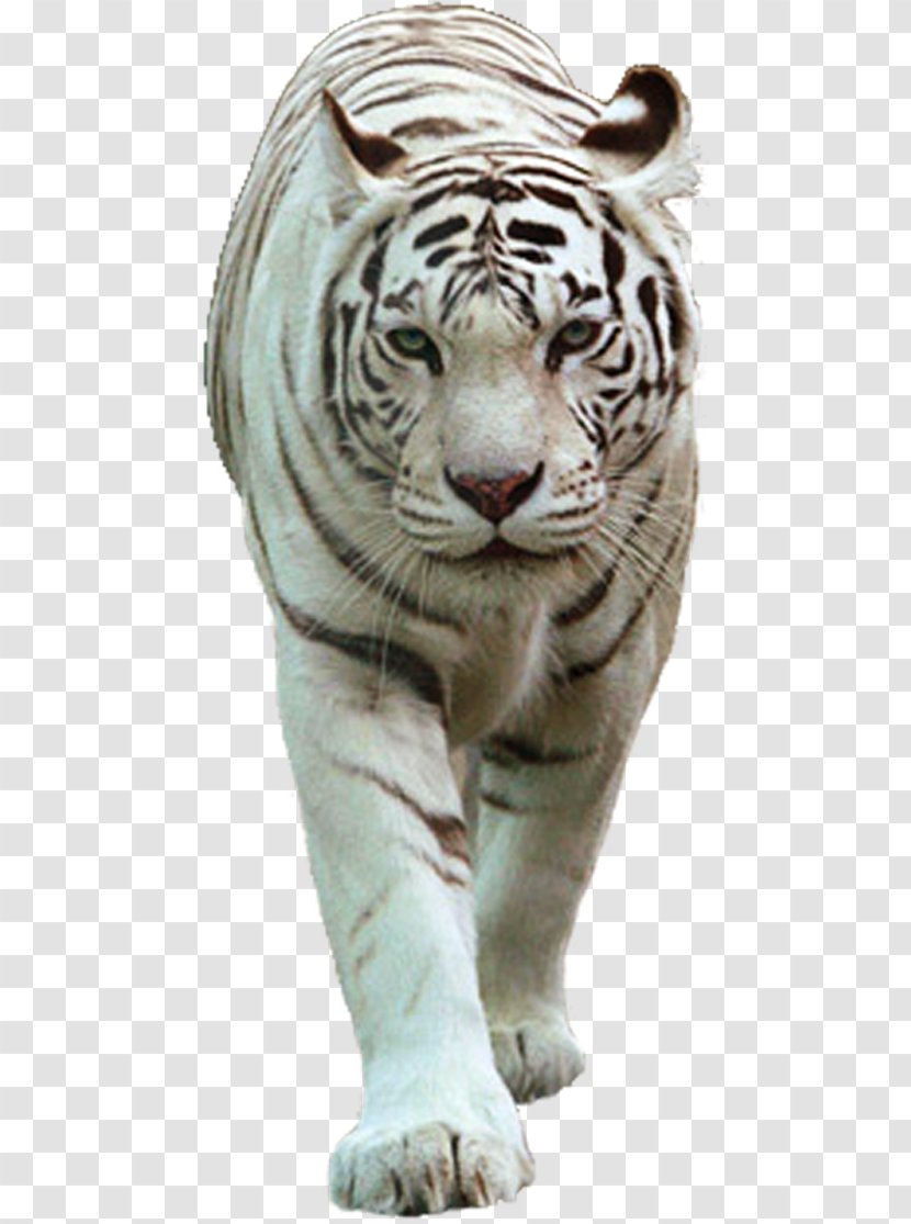 Felidae White Tiger Lion Transparent PNG