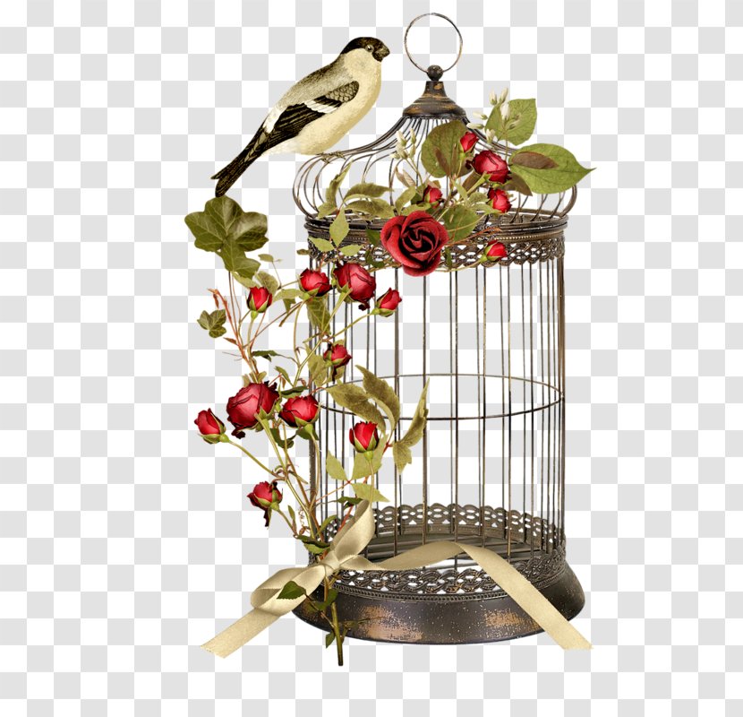 Birdcage Flower - Twig - Bird Transparent PNG