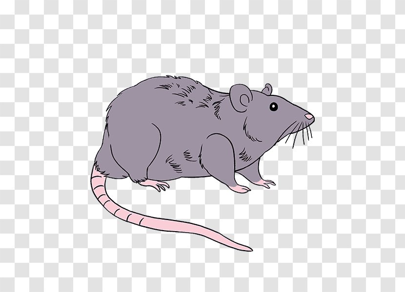 Rodent Mouse Drawing Brown Rat Black - Mammal - & Transparent PNG