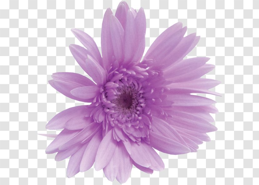 Flower Clip Art - Violet - Lilium Transparent PNG