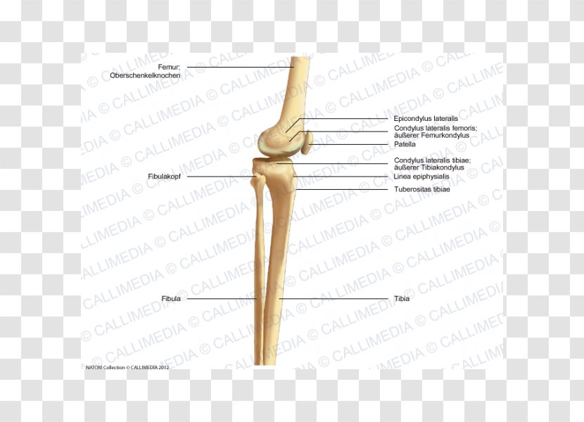 Finger Line Angle - Cartoon Transparent PNG