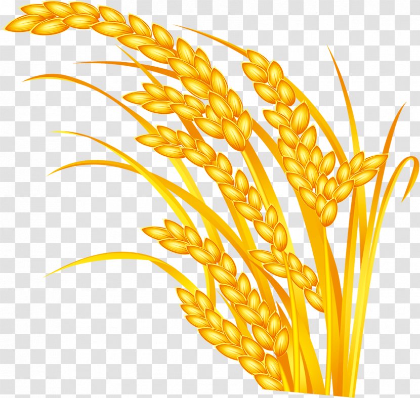 Rice Oryza Sativa Grauds Five Grains - Wheat Transparent PNG