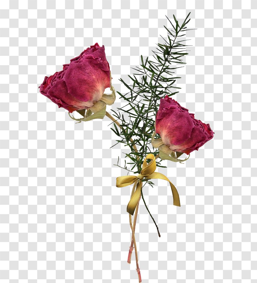 Garden Roses Image Cabbage Rose Floral Design - Botany - Flower Transparent PNG