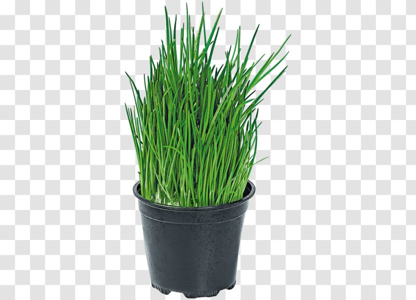 Sweet Grass Garlic Chives Seed - Leek - Chive Transparent PNG