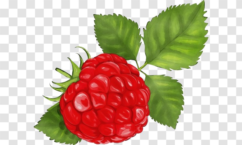 Berry Raspberry Rubus West Indian Fruit - Loganberry Seedless Transparent PNG