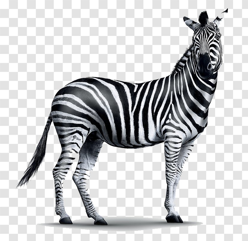 Zebra Wildlife Animal Figure Black-and-white Snout - Quagga Mane Transparent PNG