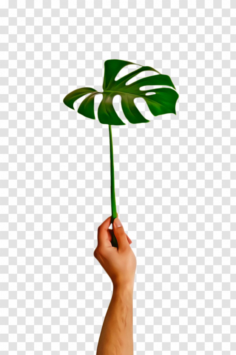 Cartoon Palm Tree - Simple - Arum Family Alismatales Transparent PNG