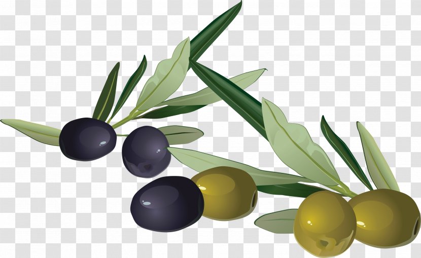 Olive Stock Photography Clip Art - Royaltyfree - Trees Transparent PNG