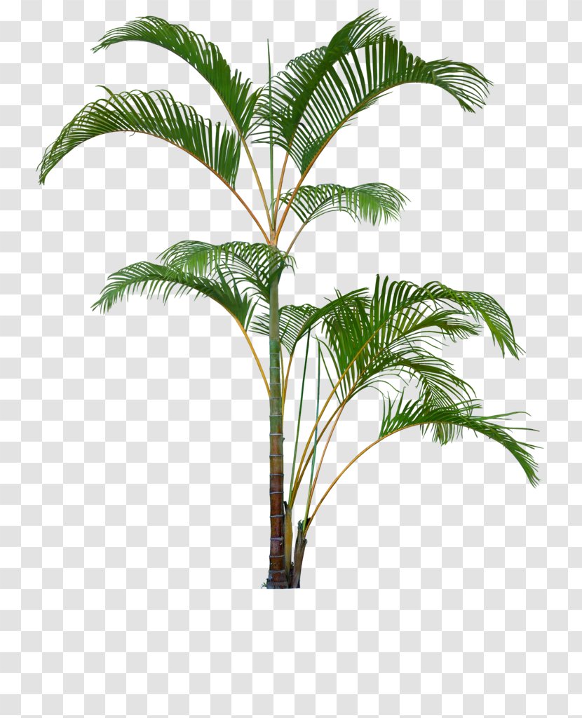 Flowerpot Houseplant Clip Art Palm Trees Plants - Arecales Transparent PNG