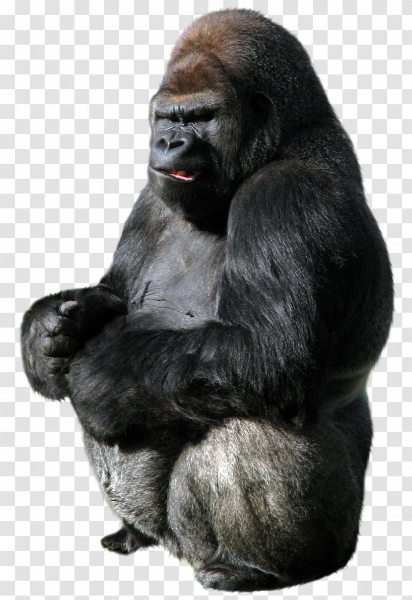 Gorilla Ape - Strong Orangutan Transparent PNG
