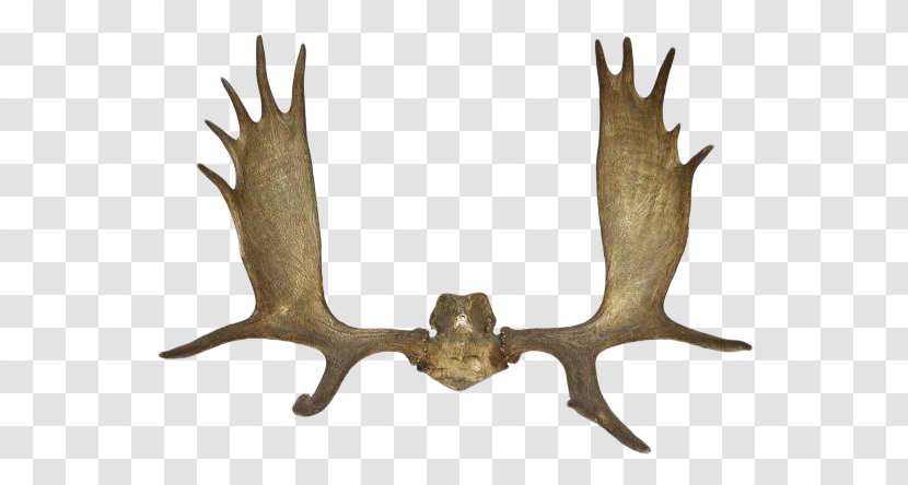 Reindeer Antler Elk Horn - Moose - Deer Transparent PNG