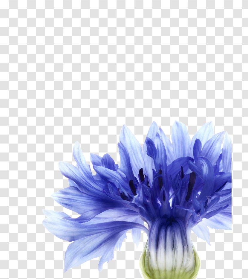 Cornflower Blue Watercolor Painting - Lightness - Paeonia Lactiflora Transparent PNG