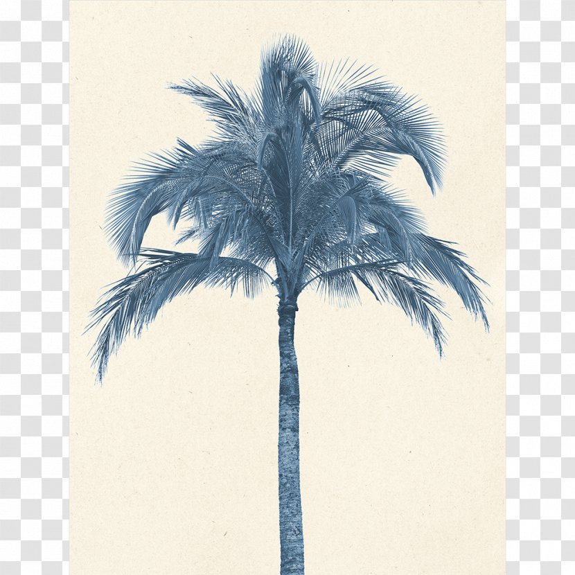 Palm Trees Coconut Stock Photography Image Asian Palmyra - Tree Transparent PNG