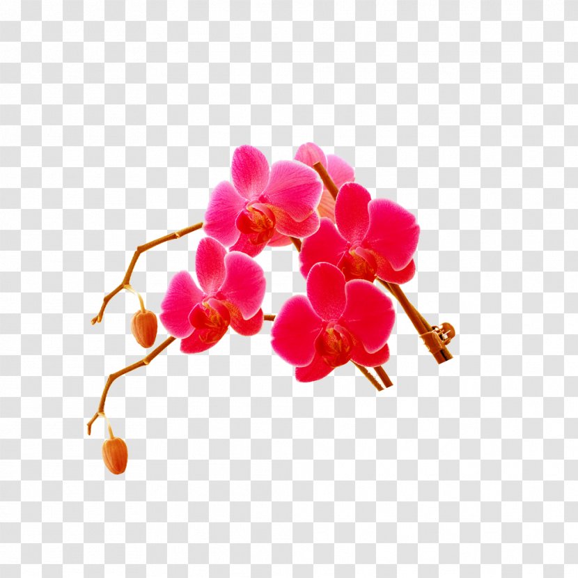 Download Computer File - Branch - Plum Flower Transparent PNG