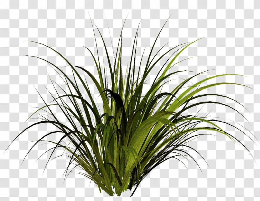 Herbaceous Plant Lawn Clip Art - Flower Transparent PNG