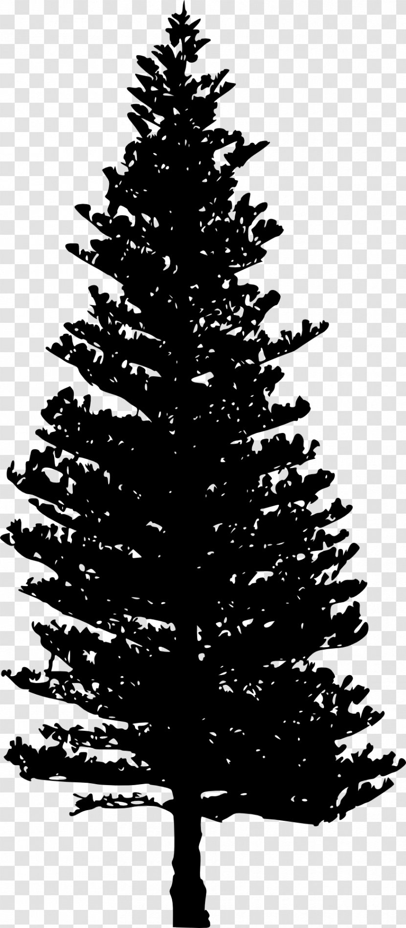 Tsuga Heterophylla Pine Tree Clip Art - Drawing - Black And White Transparent PNG