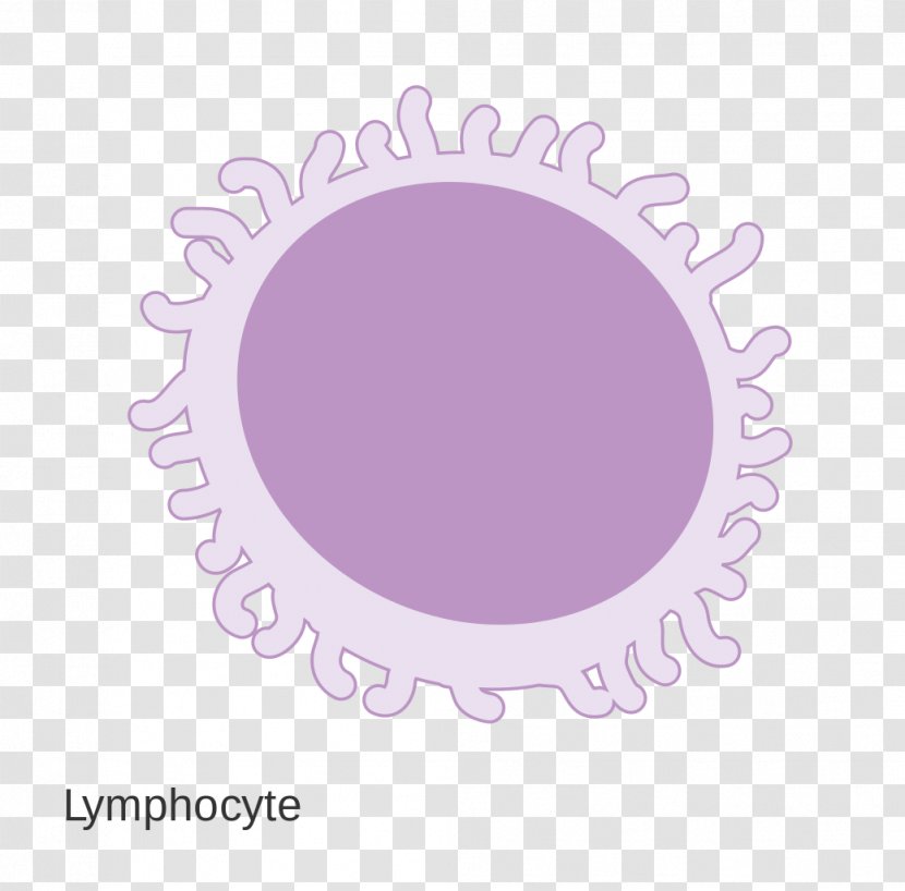 Wikimedia Commons Foundation - Purple - Lymphocyte Transparent PNG