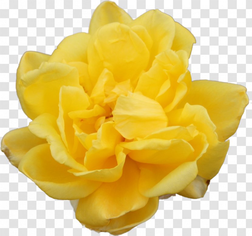 Beach Rose Flower Clip Art - Beautiful Yellow Close-up Transparent PNG
