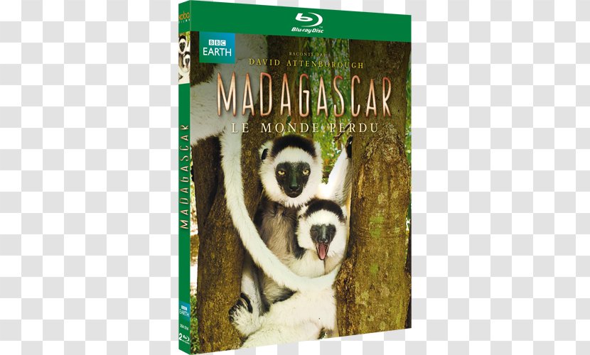 Blu-ray Disc Madagascar DVD Compact Film - Snout - Oublie Larry Transparent PNG