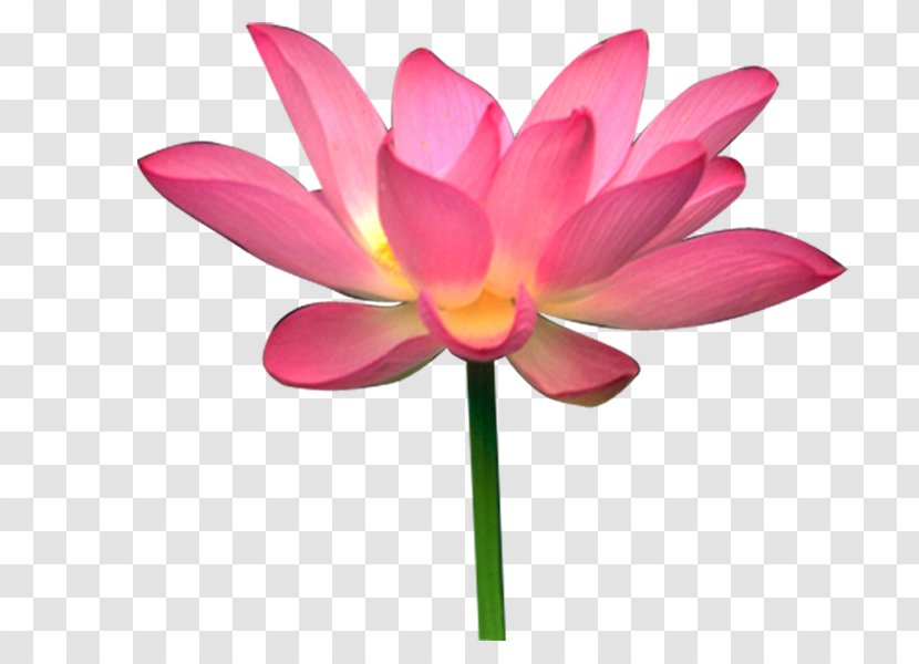 Sacred Lotus Image Seed Design Transparent PNG