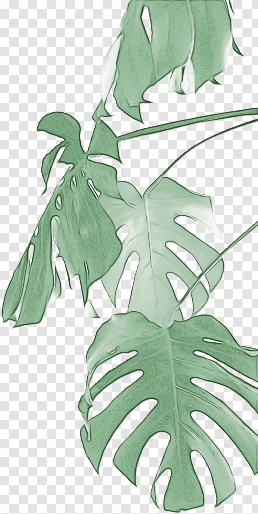 Family Tree Background - Plants - Arum Vascular Plant Transparent PNG