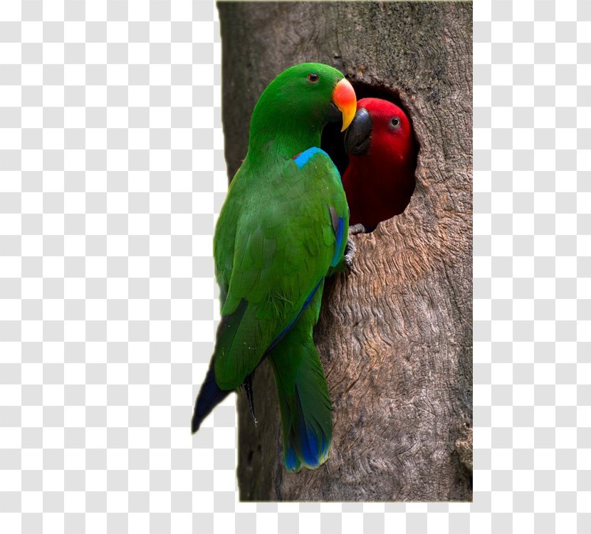 Eclectus Parrot Lovebird Budgerigar - Macaw - Two Hollow Parrots Transparent PNG