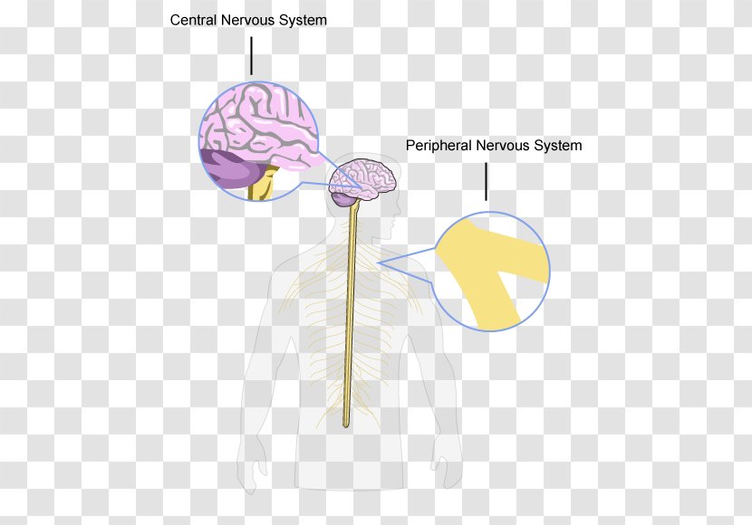 Brain Central Nervous System Peripheral Structure And Function Of The - Flower Transparent PNG