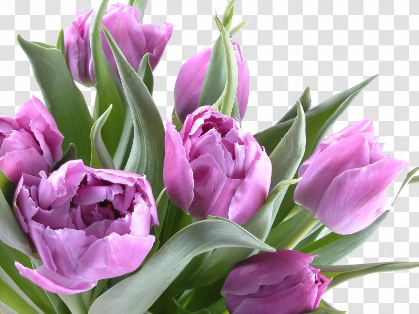 Birthday Greeting Card Holiday Ansichtkaart Joy - Purple - Tulips Transparent PNG