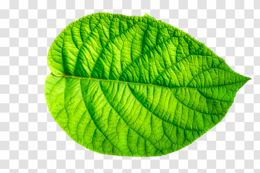 Leaf Green Plants Biology Plant Structure Transparent PNG