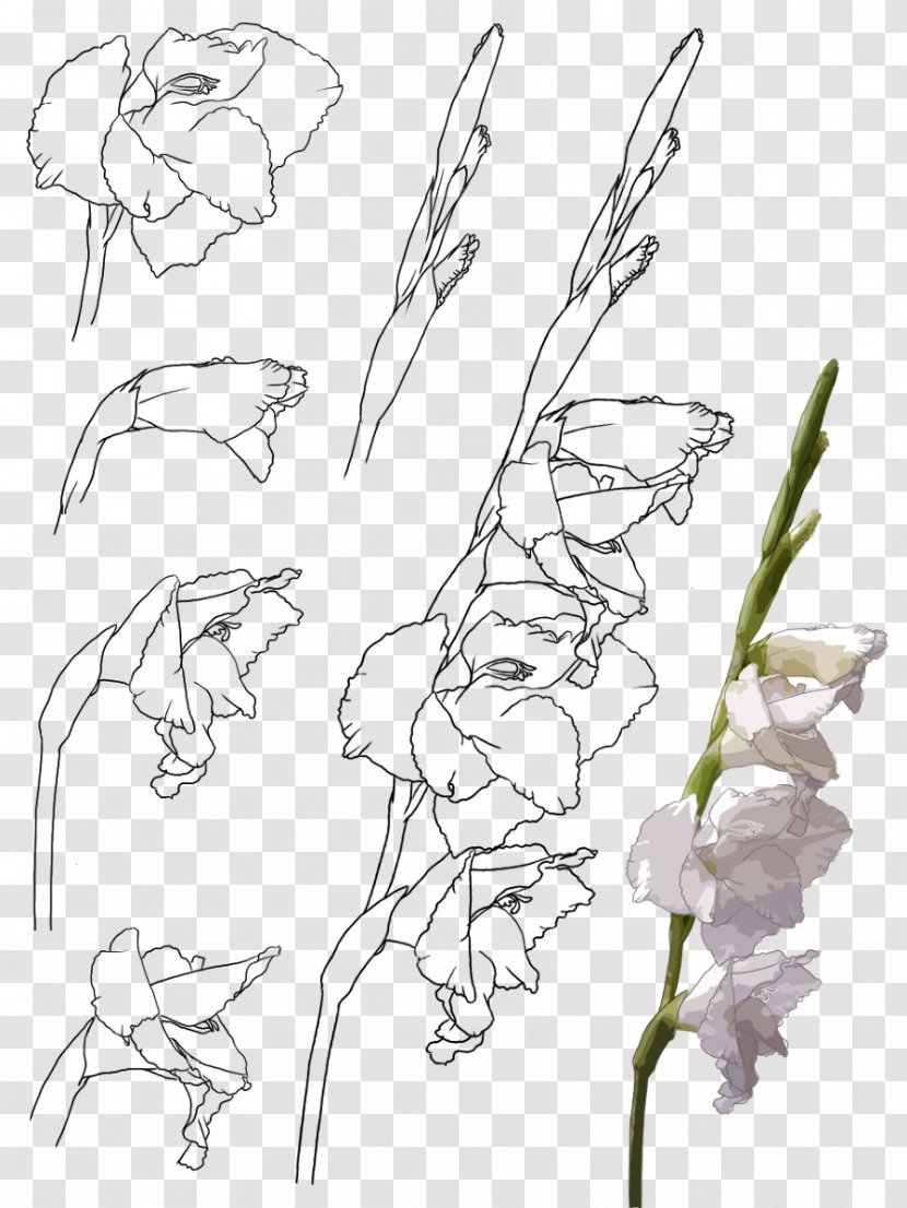 Gladiolus Xd7gandavensis - Flower - Hand-painted Transparent PNG