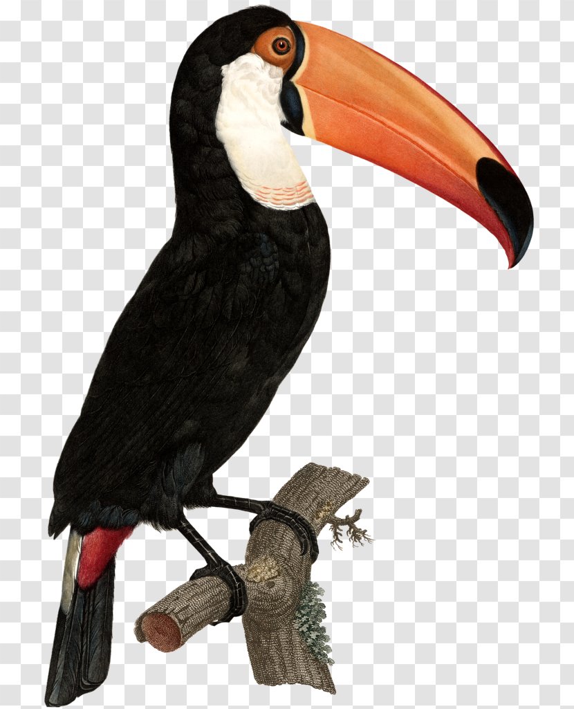 Bird Toco Toucan Green-billed Art - Piciformes Transparent PNG