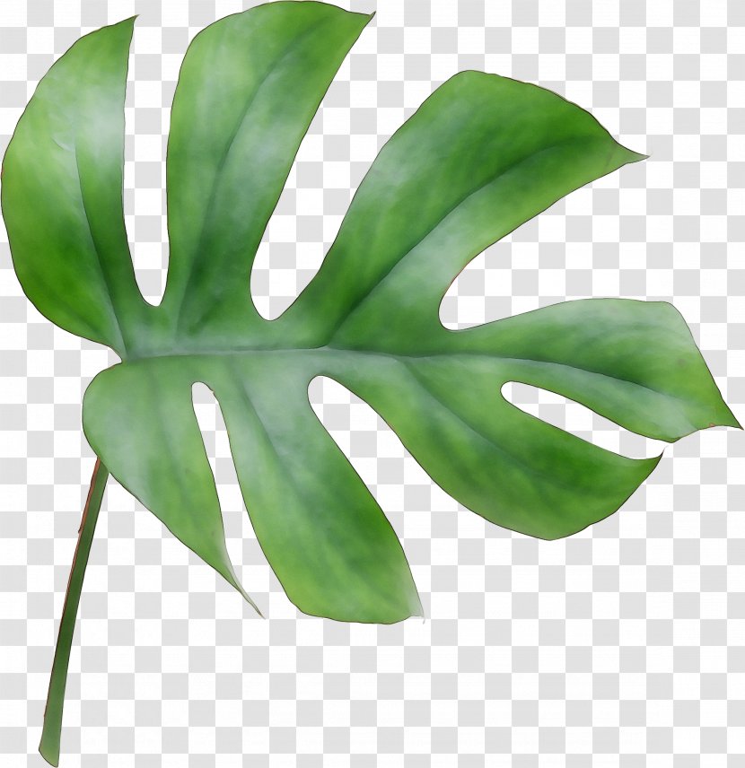 Leaf Plant Stem Plants Transparent PNG