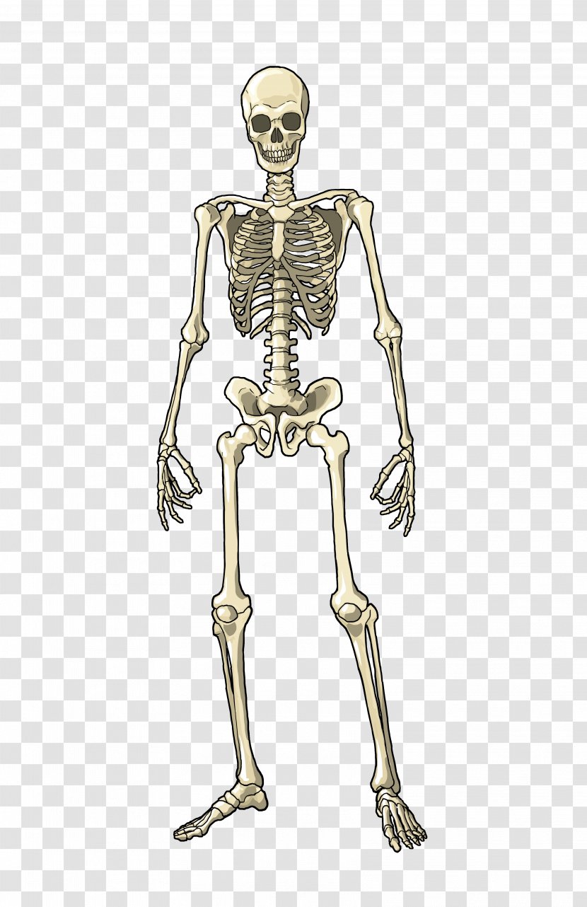 Human Body Muscle Bone Skeleton Homo Sapiens - Cartoon - Bones Transparent PNG