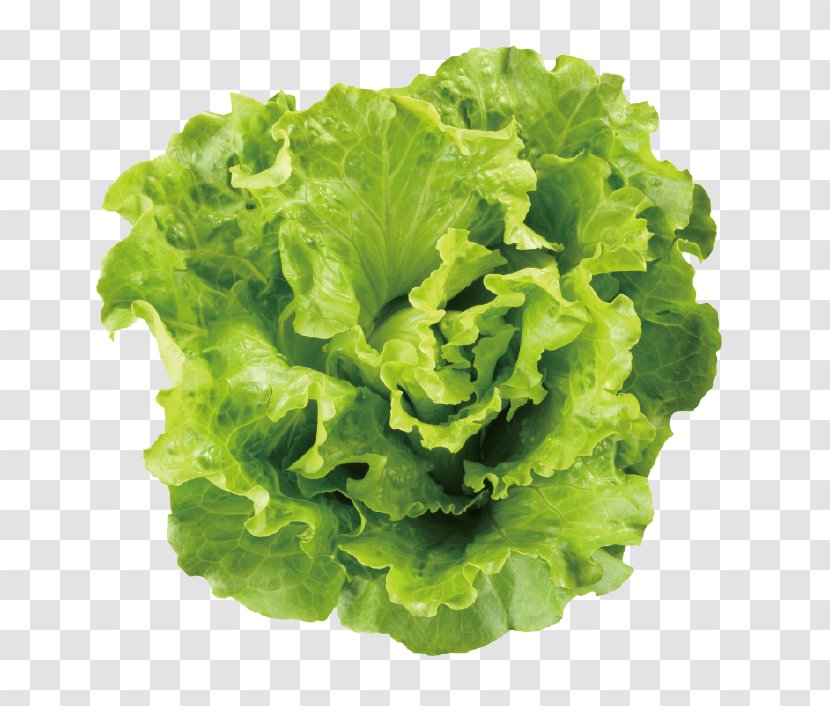 Lettuce Leaf Vegetable Caesar Salad - Romaine Transparent PNG