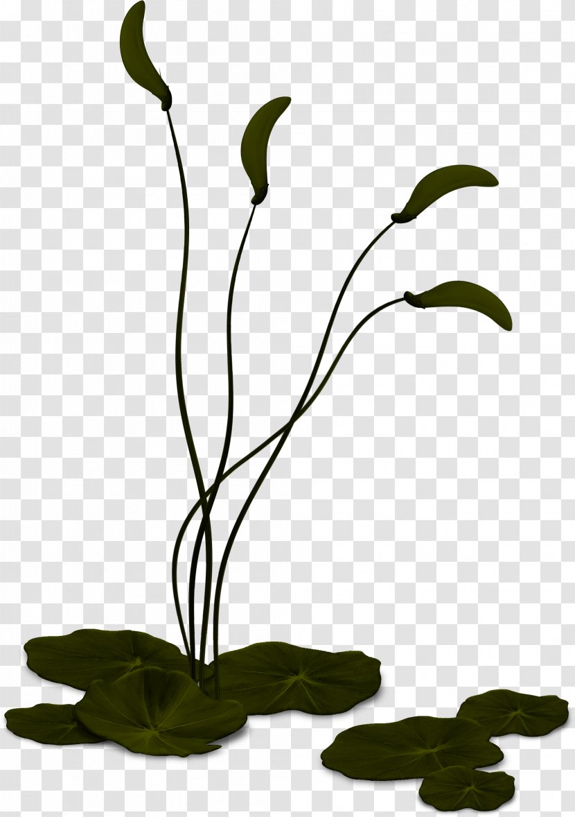 Cut Flowers Plant Stem Flowerpot - Grass - Flora Transparent PNG