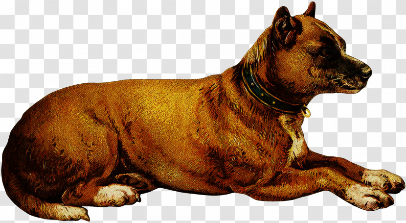 Dog American Staffordshire Terrier Ancient Dog Breeds Bullmastiff Alano Español Transparent PNG