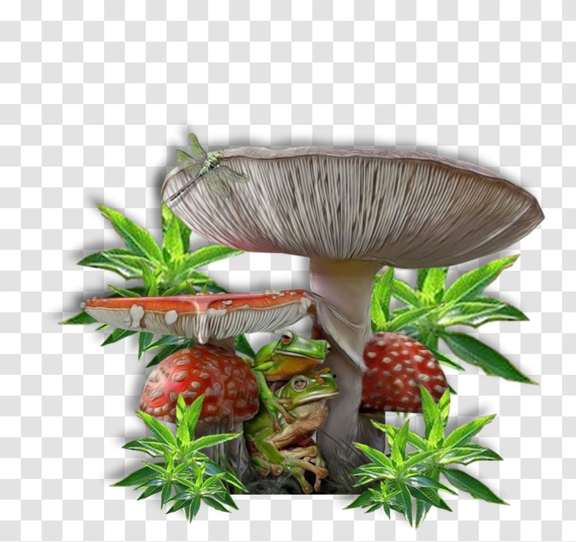Mushroom Plant Transparent PNG