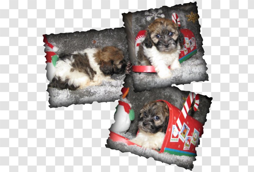 Shih Tzu Havanese Dog Puppy Morkie Schnoodle - Like Mammal Transparent PNG