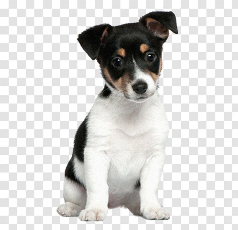 Jack Russell Terrier Puppy Staffordshire Bull Parson - Dog Breed Group Transparent PNG
