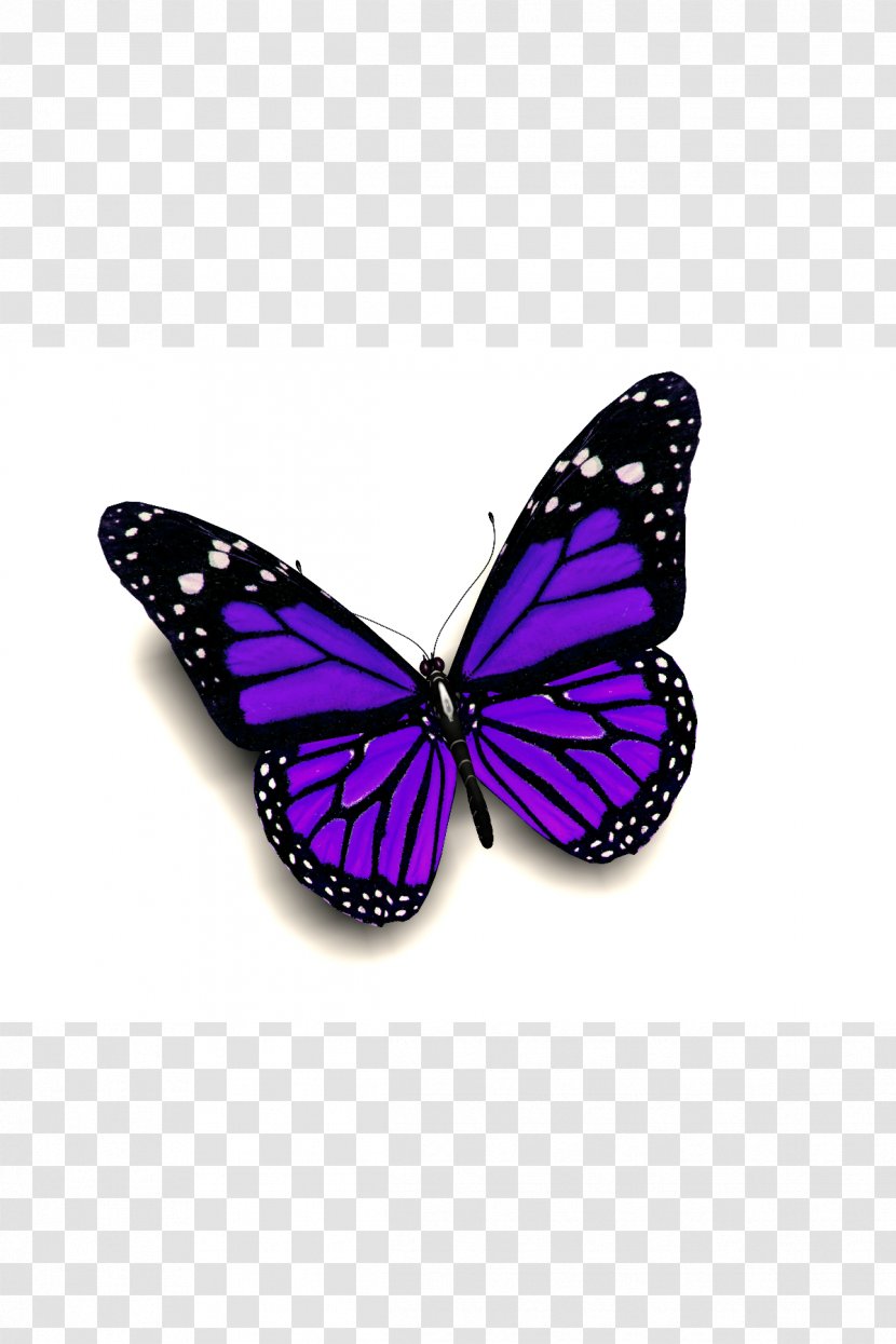 Ulysses Butterfly Insect Clip Art - Moths And Butterflies Transparent PNG