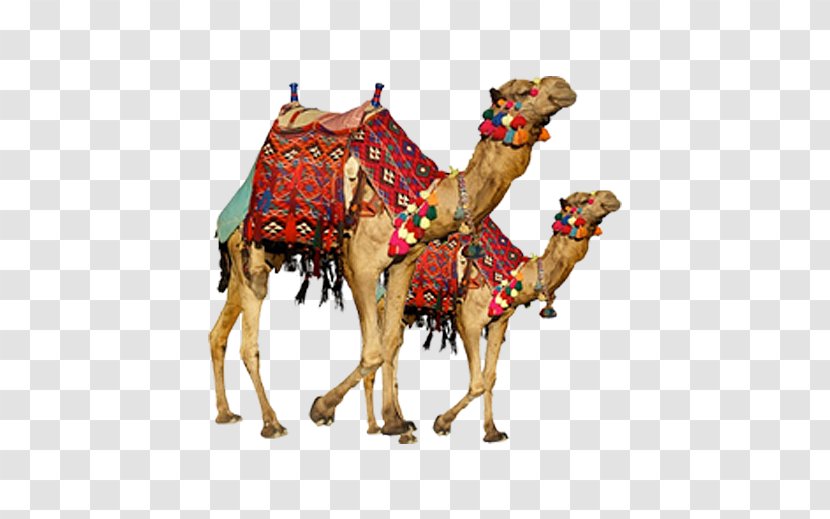 Portable Network Graphics Clip Art Dromedary Bactrian Camel Image - Kebab D'egypte Transparent PNG